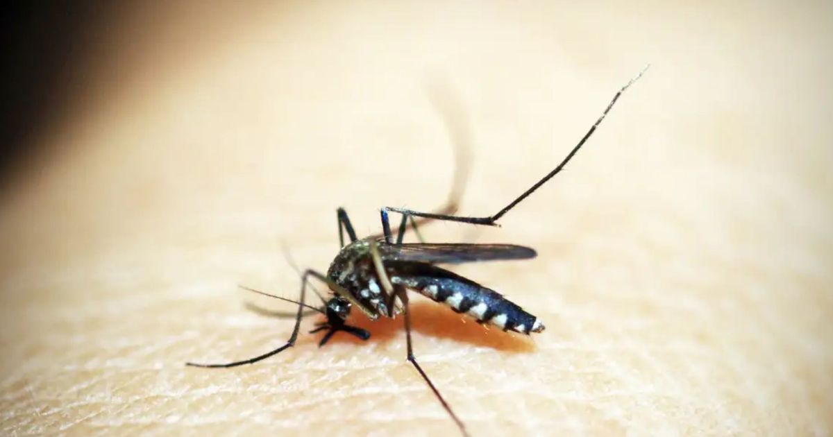 Estado de São Paulo confirma três casos de Febre Amarela; uma pessoa morreu