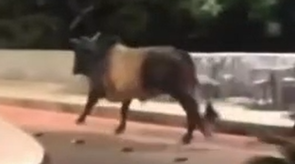 Touro foge de festa no Espírito Santo e é capturado em Minas Gerais