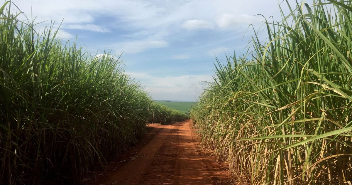 Etanol de cana pode reduzir emissões em 19% até 2030