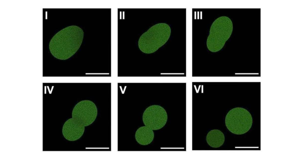 Cientistas desenvolvem primeira célula sintética com ciclo de vida completo