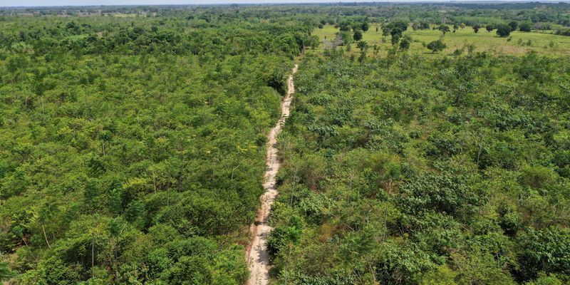 Futuro do conhecimento amazônico está ameaçado pelo desmatamento